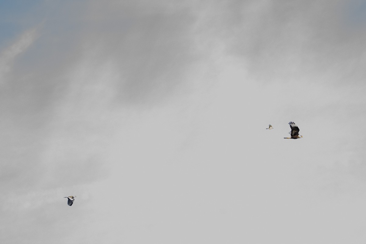 Crested Caracara - ML625543429