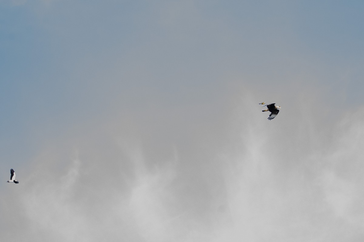 Crested Caracara - ML625543430