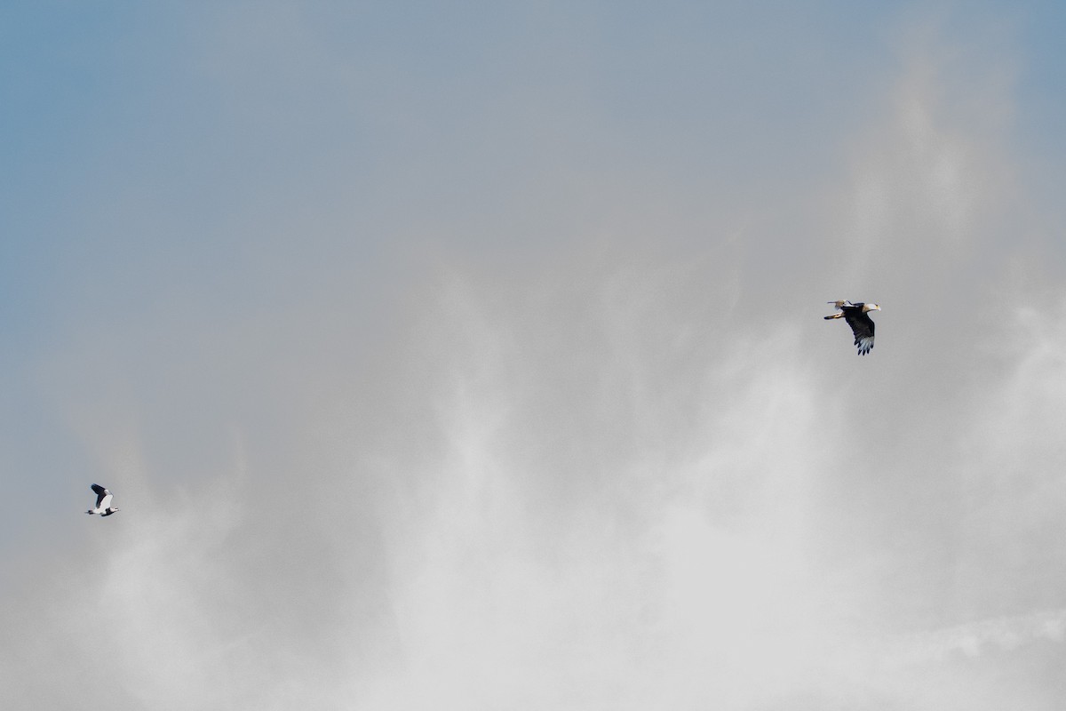 Crested Caracara - ML625543431