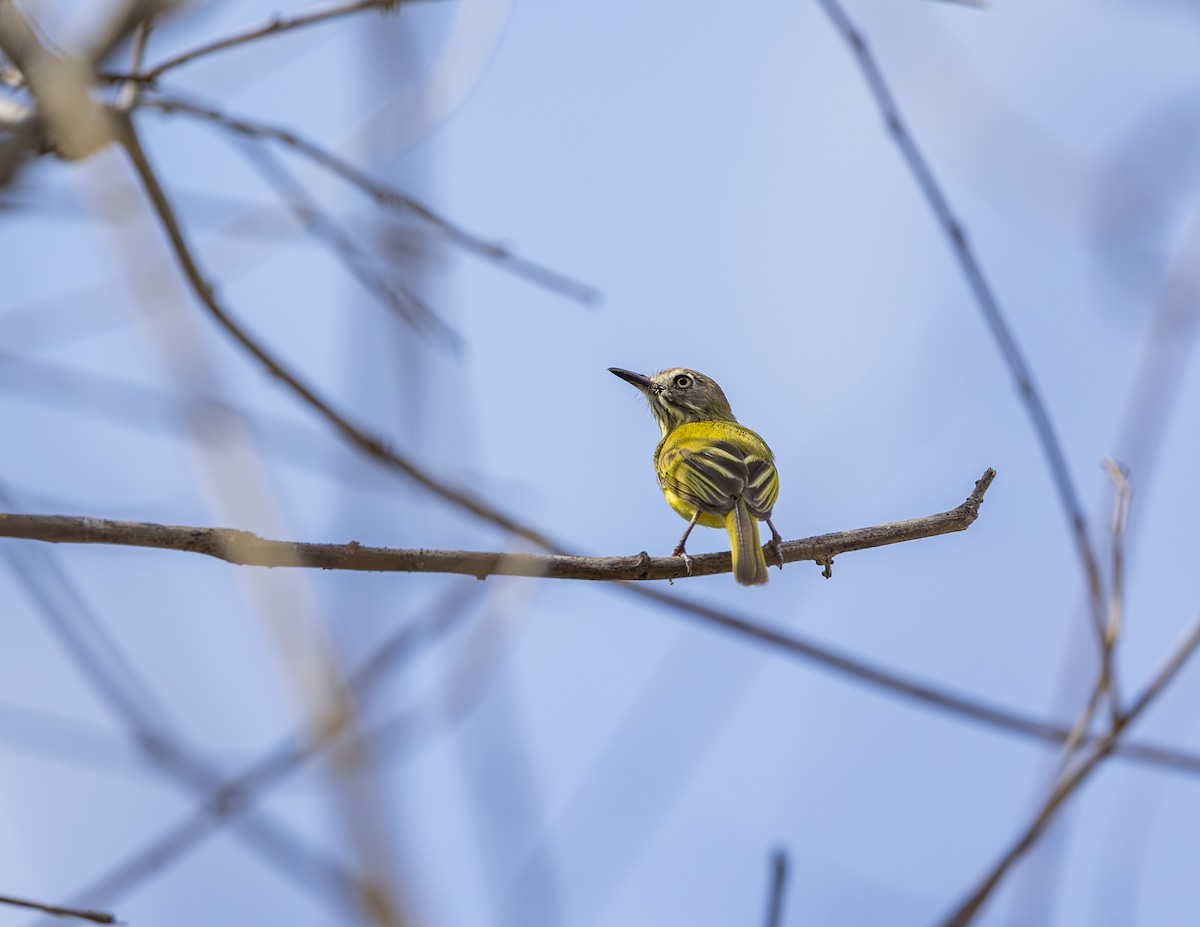 Stripe-necked Tody-Tyrant - ML625543435