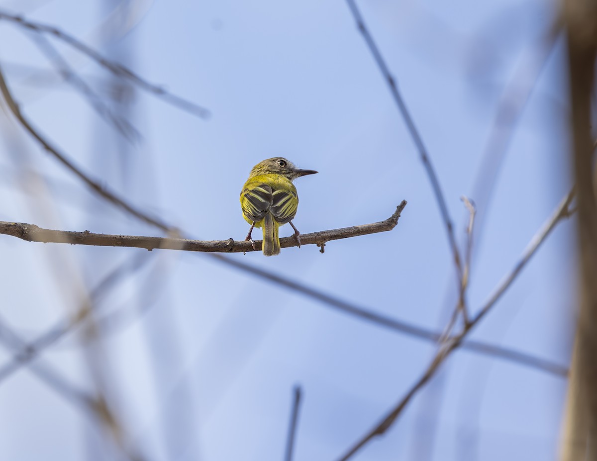 Stripe-necked Tody-Tyrant - ML625543436