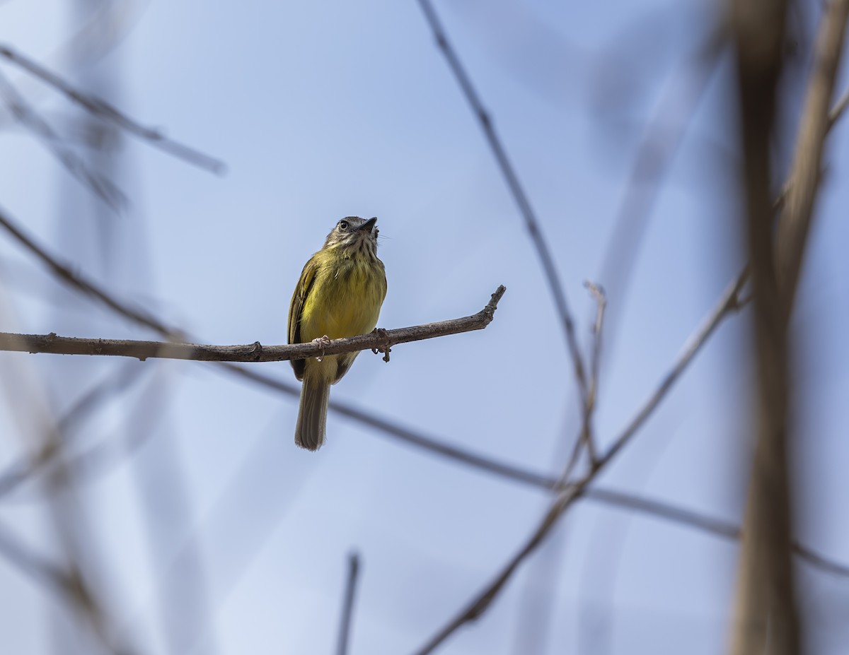 Stripe-necked Tody-Tyrant - ML625543437