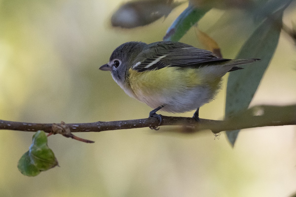 Blue-headed Vireo - ML625543455