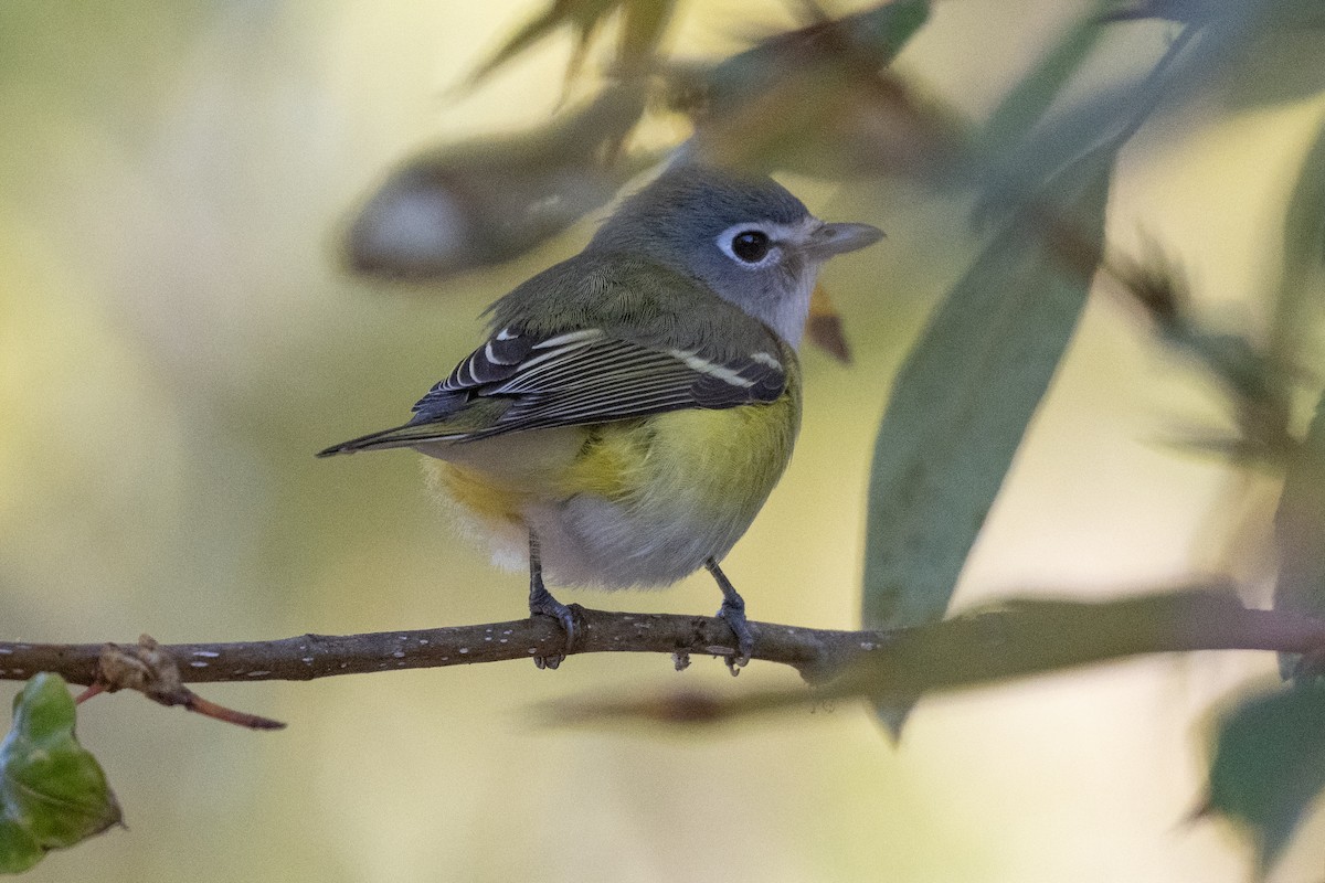 Blue-headed Vireo - ML625543456
