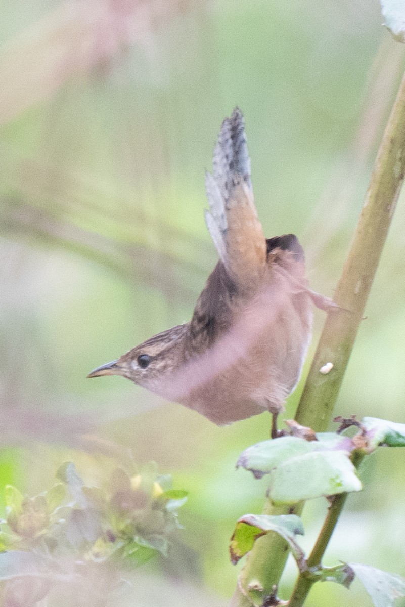 Sedge Wren - ML625543459