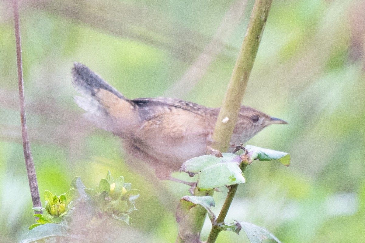 Sedge Wren - ML625543460