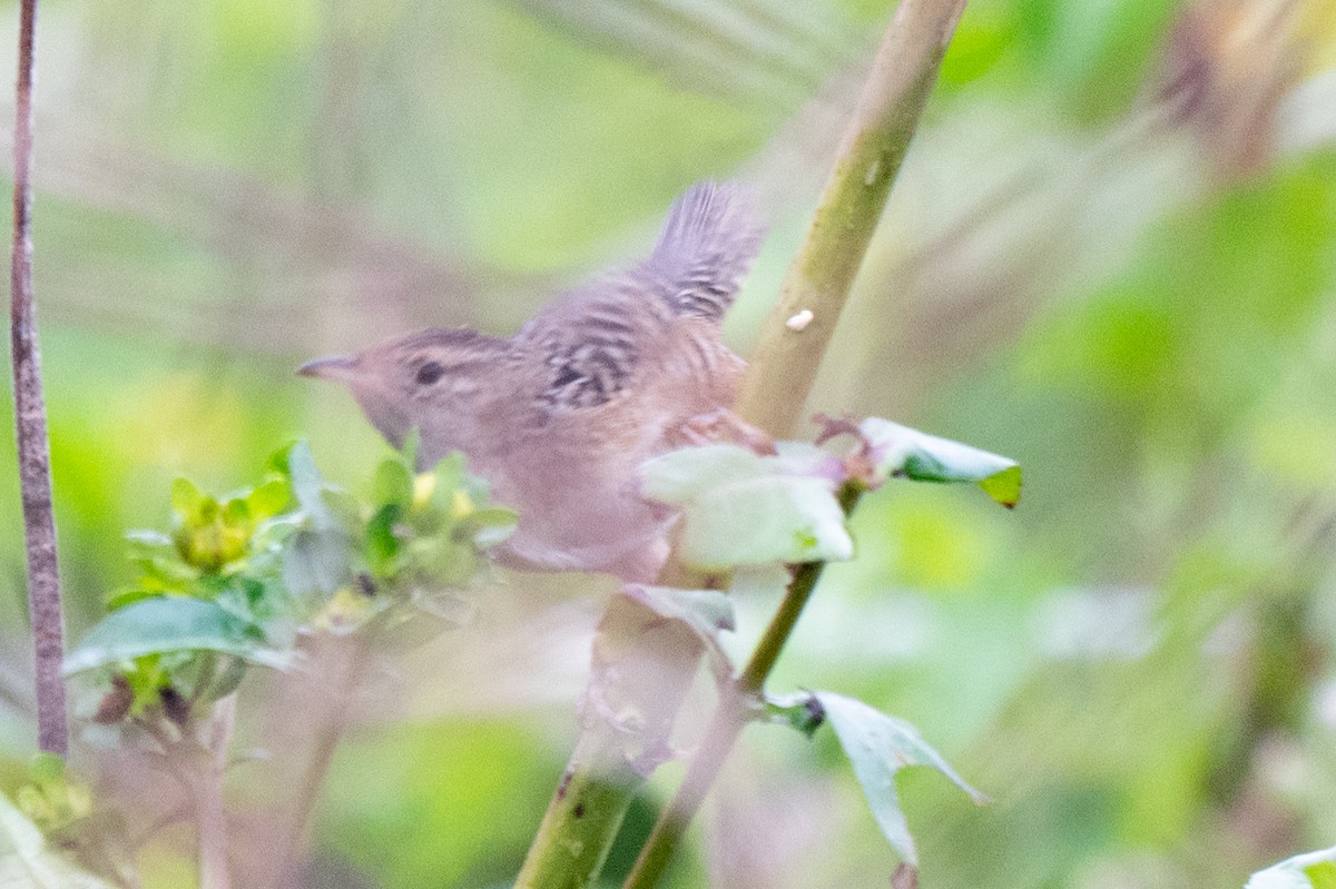 Sedge Wren - ML625543461