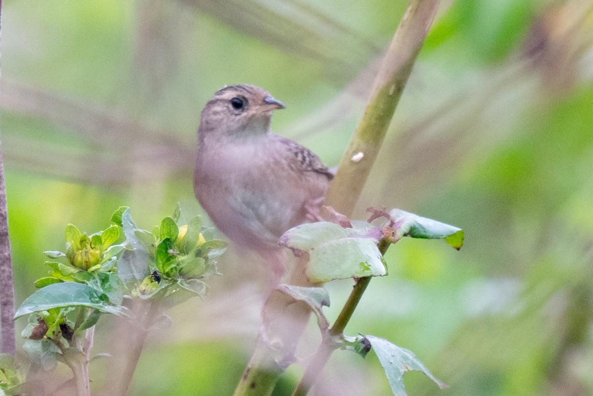 Sedge Wren - ML625543462