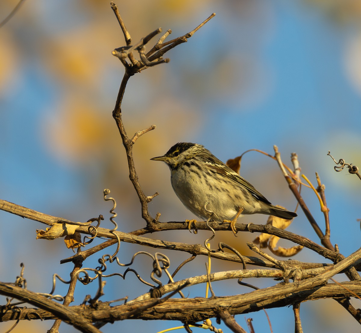 Blackpoll Warbler - Dave Benes