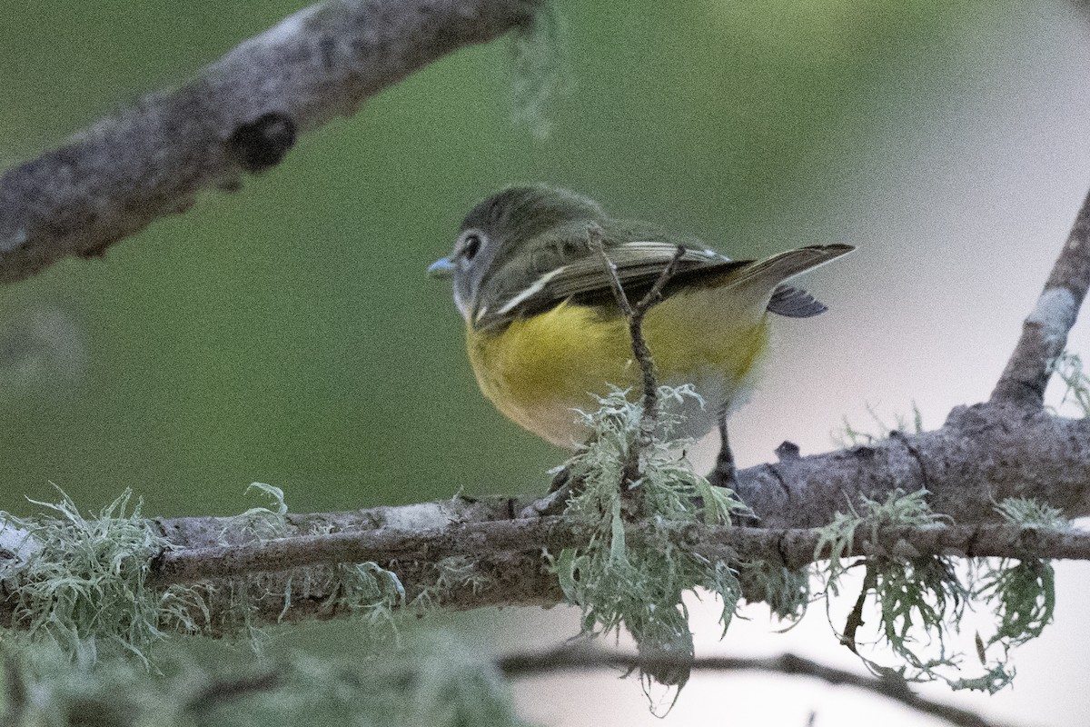 Blue-headed Vireo - ML625543476