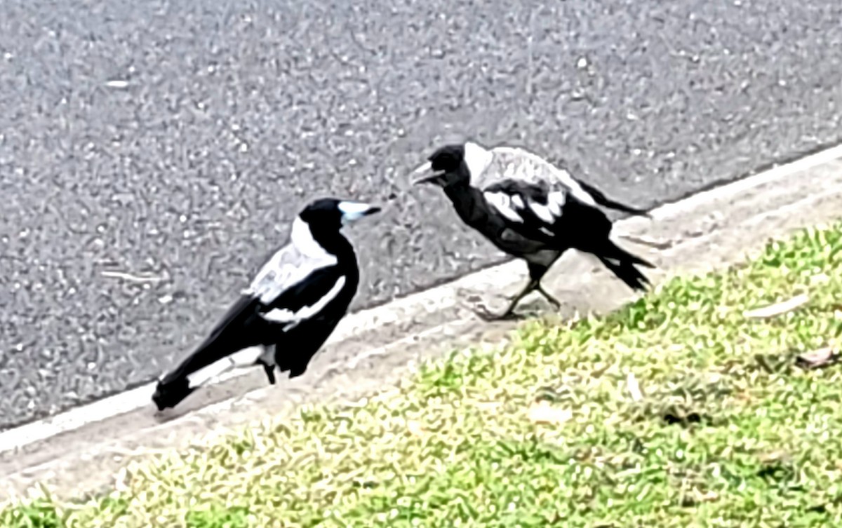 Australian Magpie (White-backed) - ML625543524