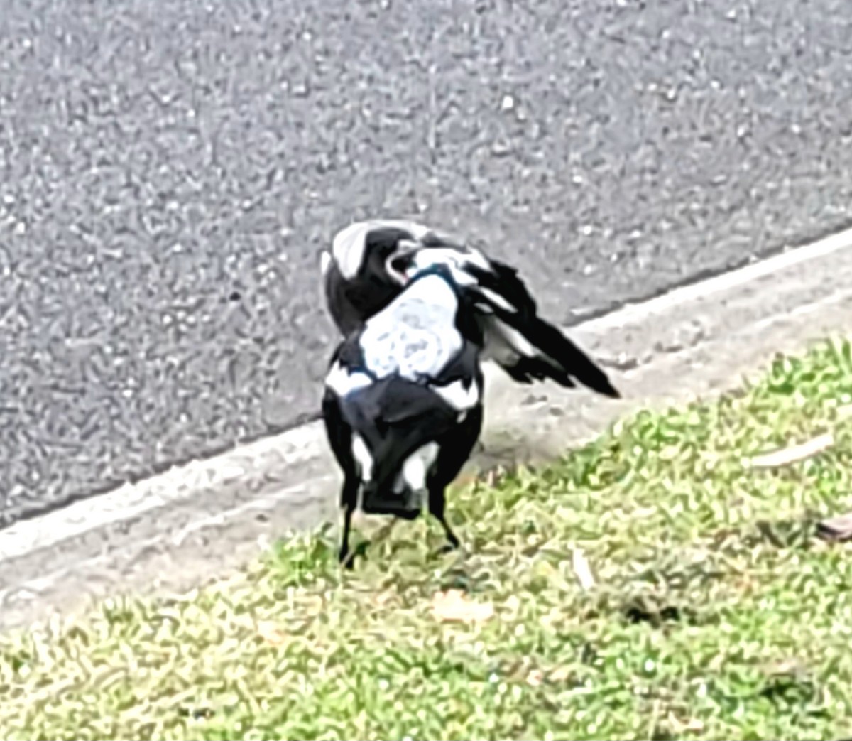 Australian Magpie (White-backed) - ML625543525