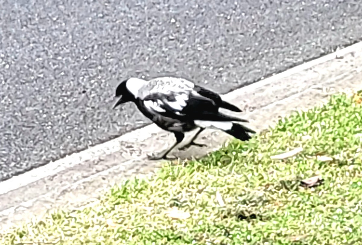 Australian Magpie (White-backed) - ML625543526