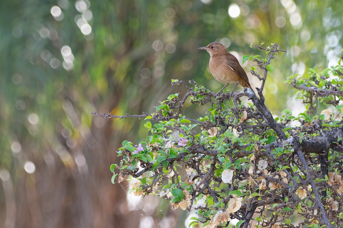 Rufous Hornero - ML625543588