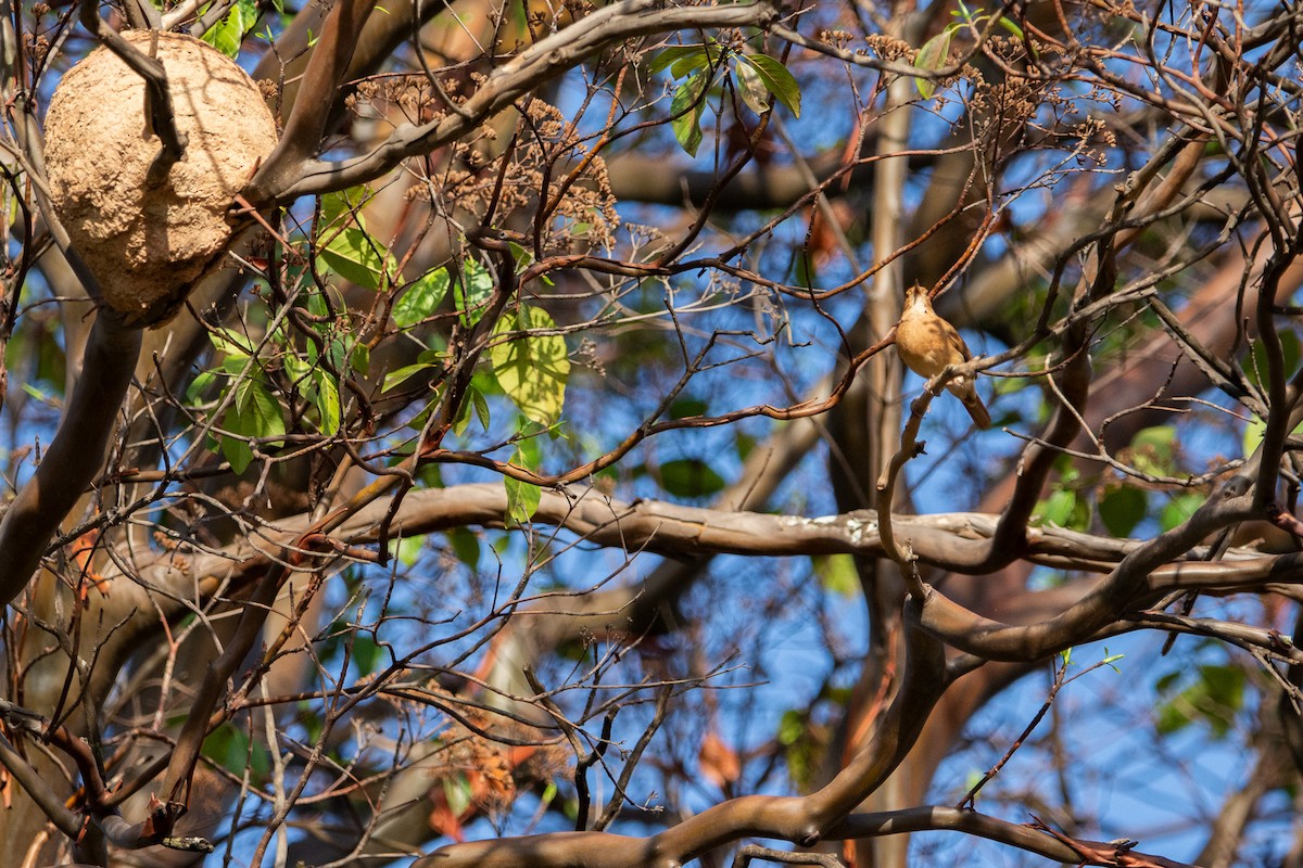 Rufous Hornero - ML625543601