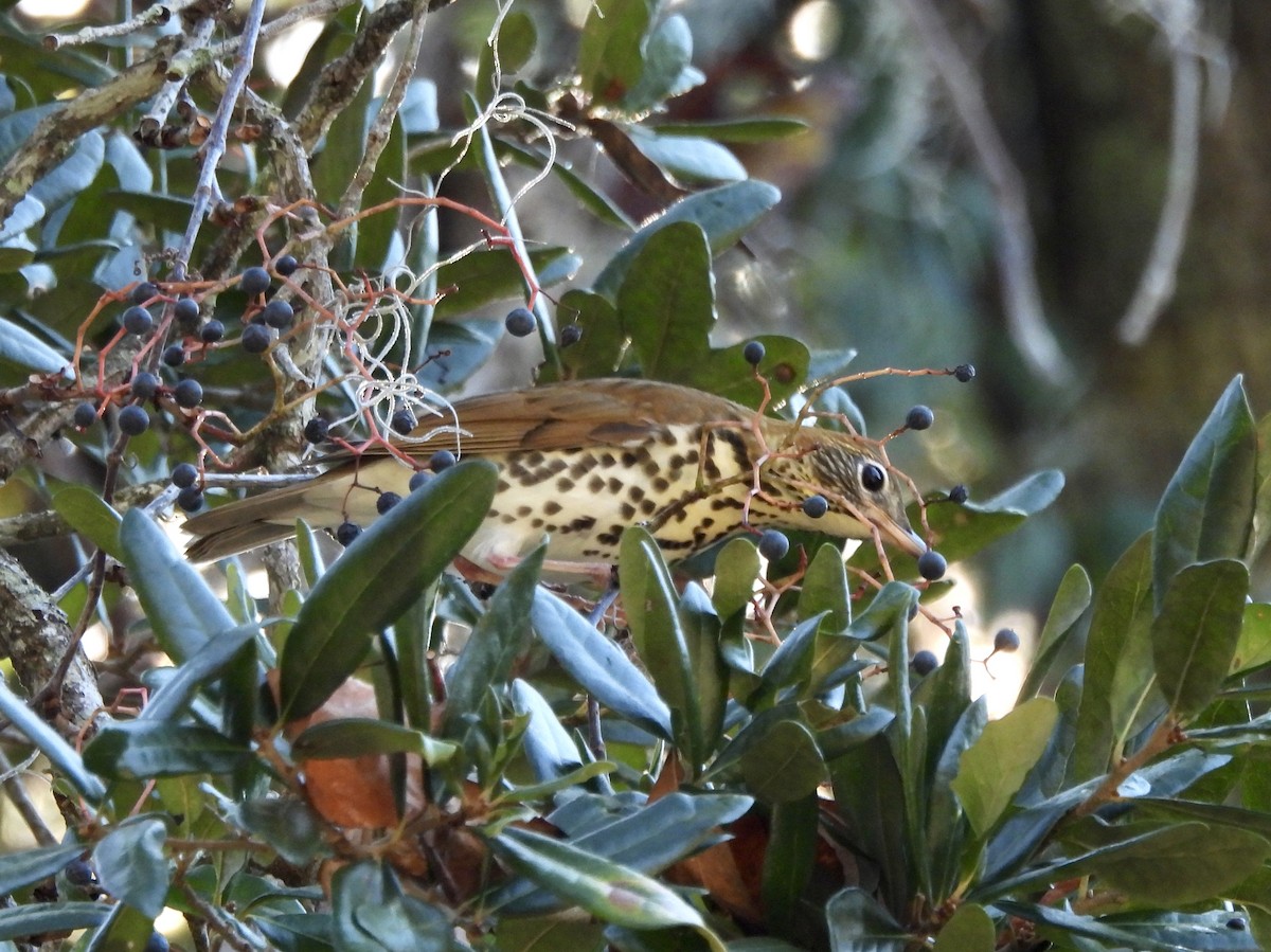 Wood Thrush - ML625543639