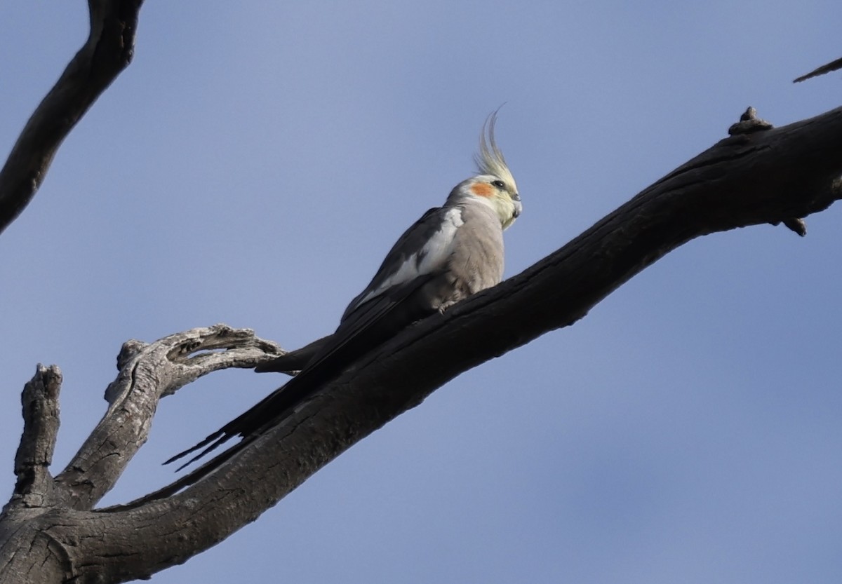 Cockatiel - ML625543641