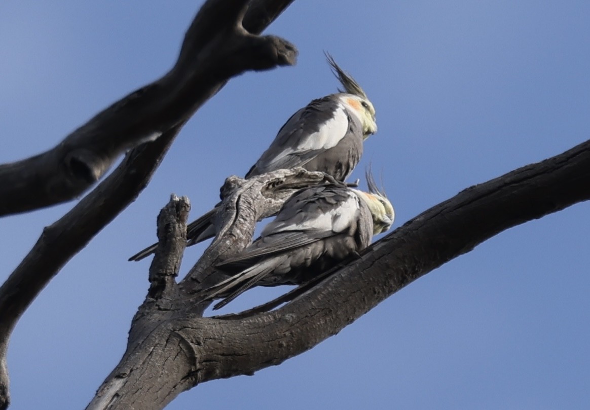 Cockatiel - ML625543642