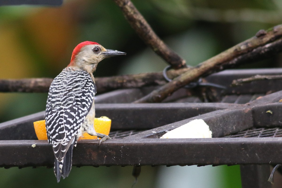 Red-crowned Woodpecker - David Bailey