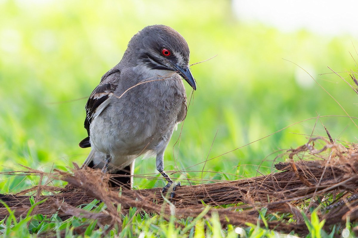 Gray Monjita - ML625543672