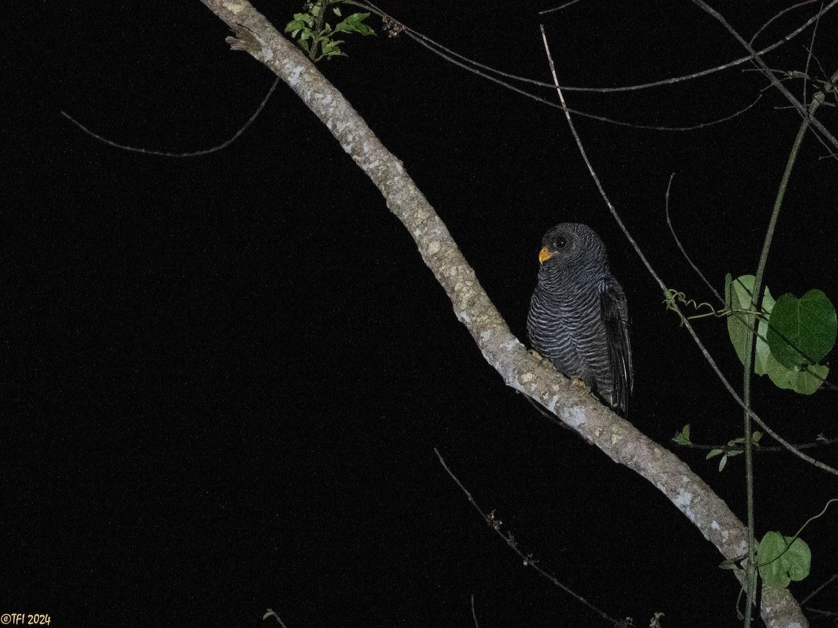 Black-banded Owl - ML625543704