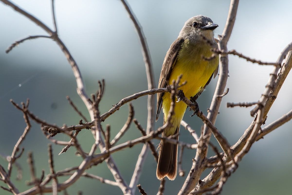 Tropical Kingbird - ML625543706