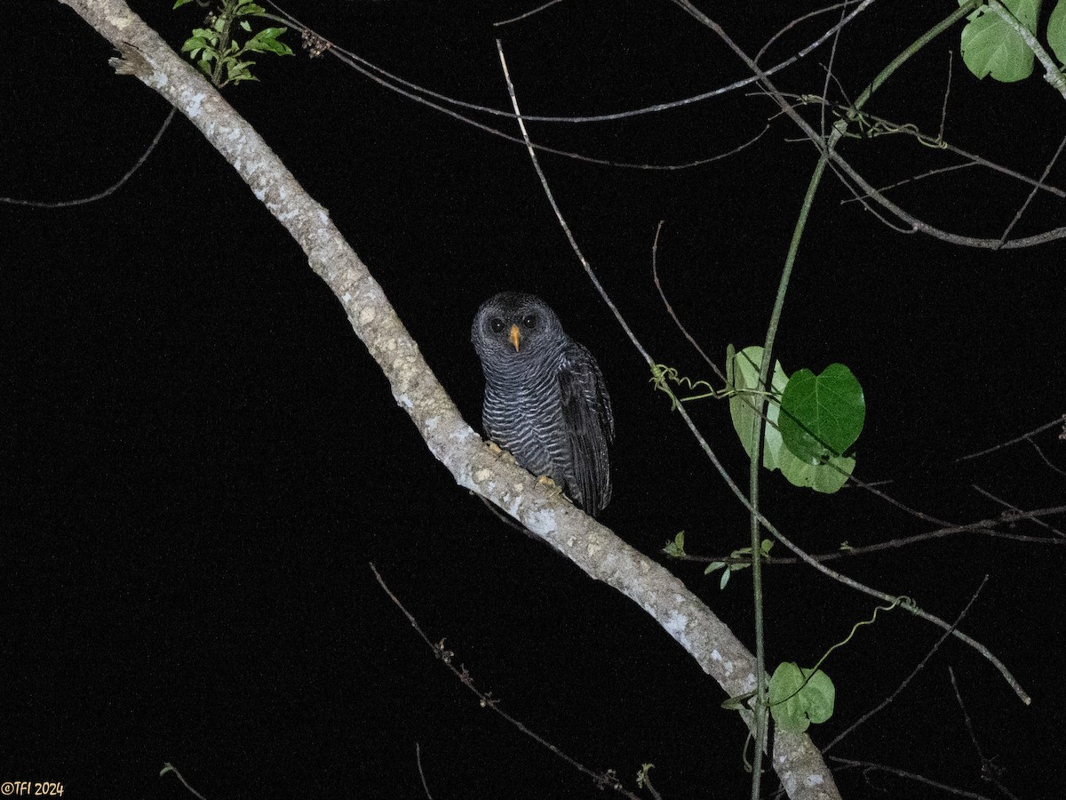 Black-banded Owl - ML625543725