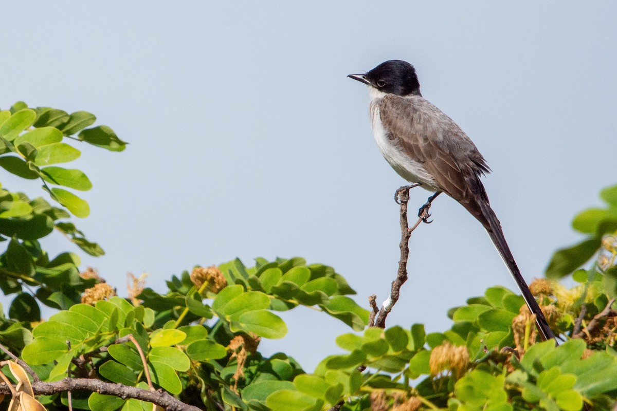 Fork-tailed Flycatcher - ML625543731