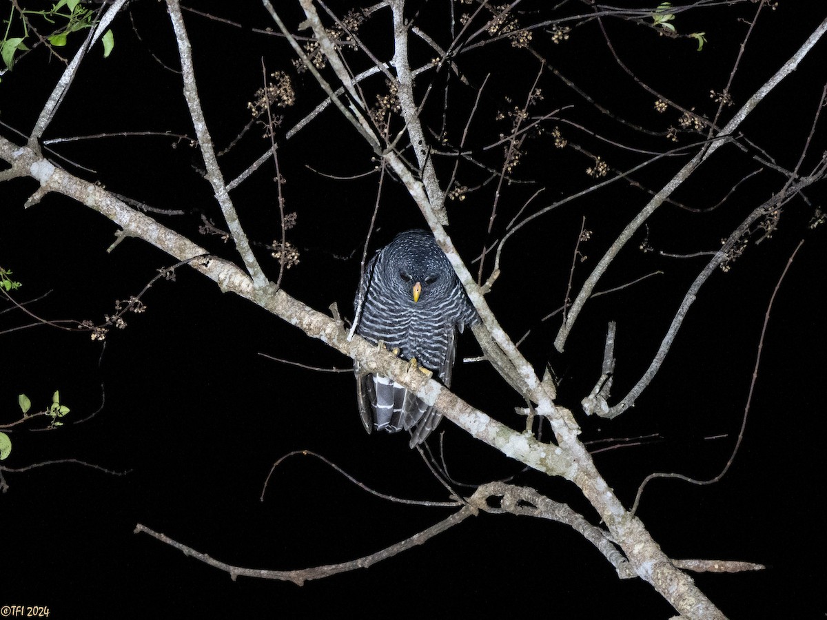 Black-banded Owl - ML625543741