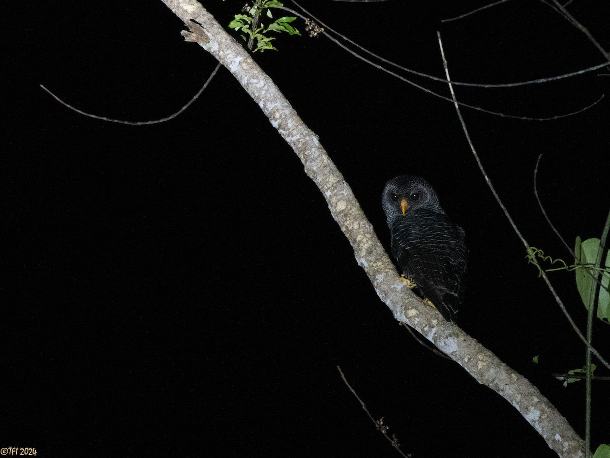 Black-banded Owl - ML625543749