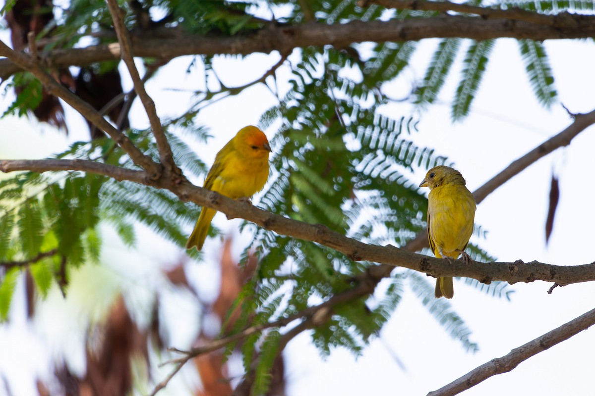Saffron Finch - ML625543771