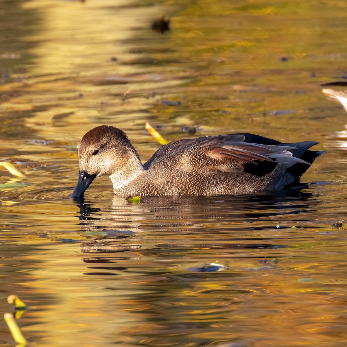 Gadwall - ML625543801