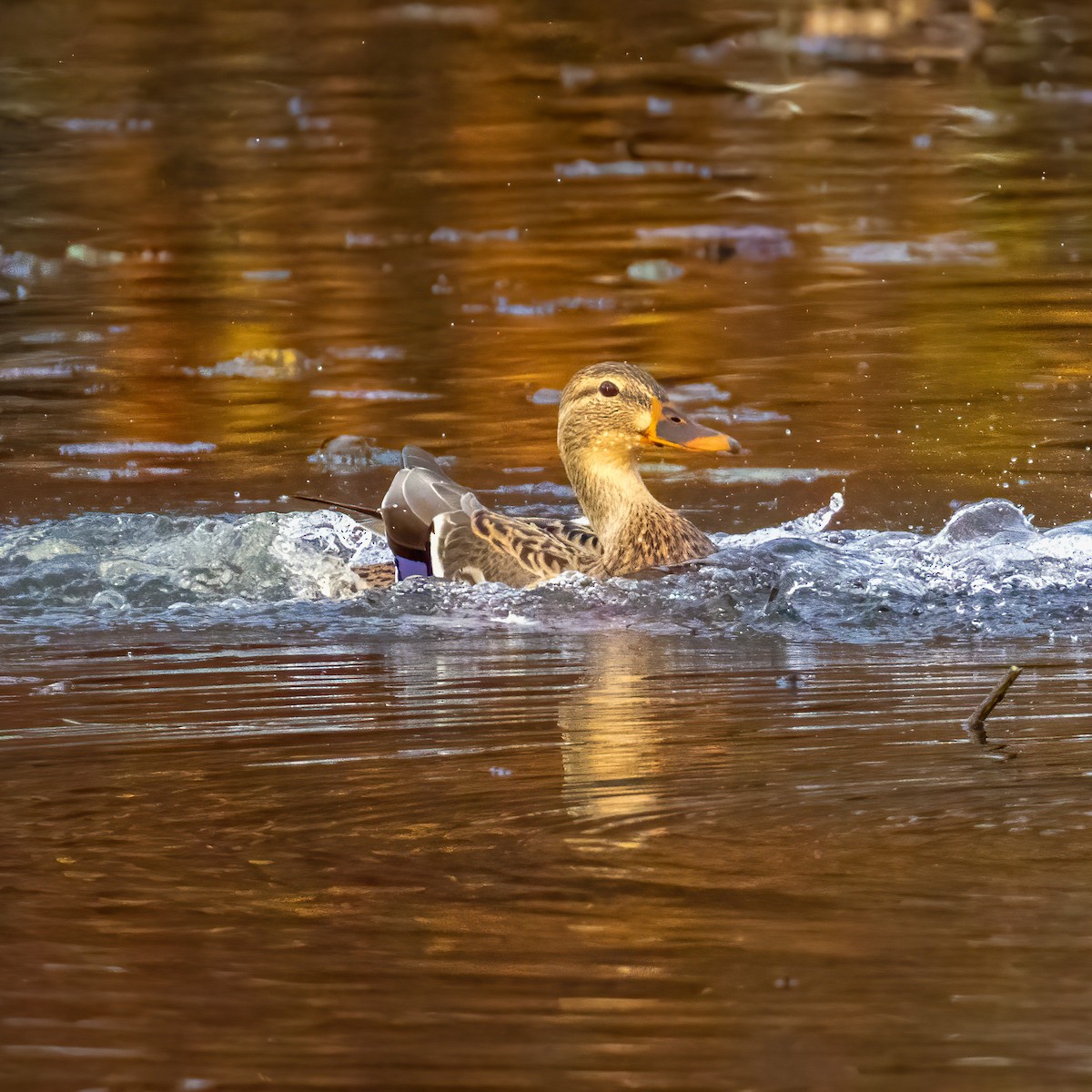 Mallard - ML625543813