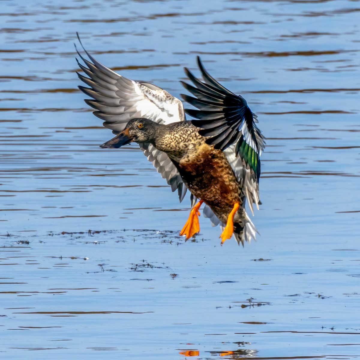 Northern Shoveler - ML625543833