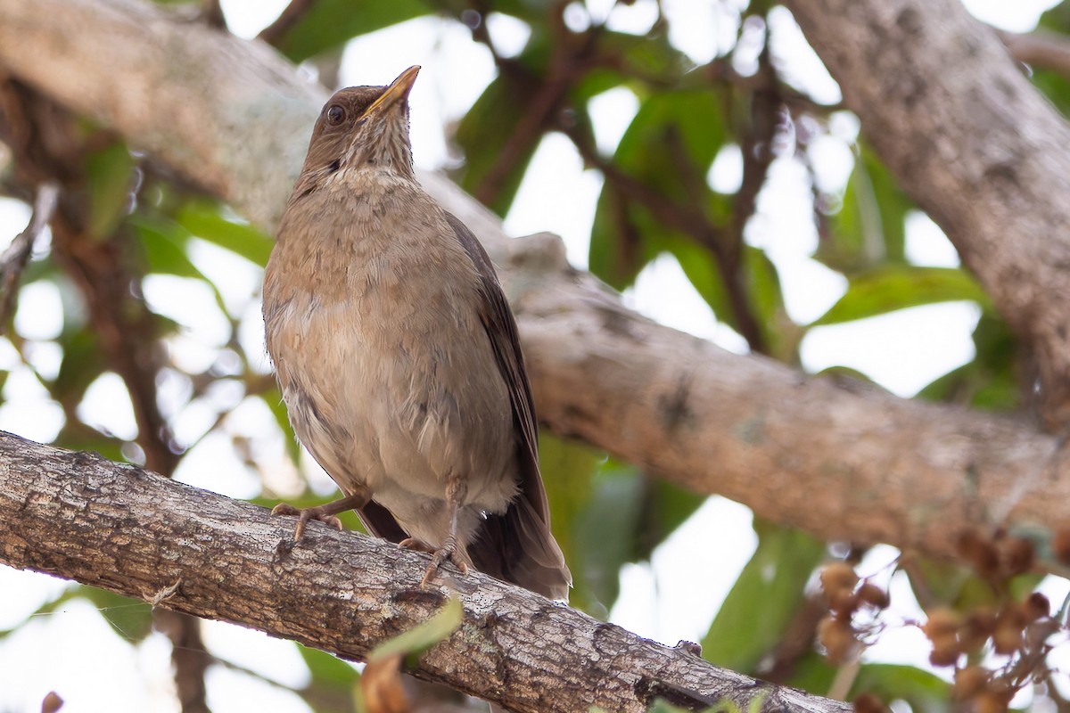 Creamy-bellied Thrush - ML625543841