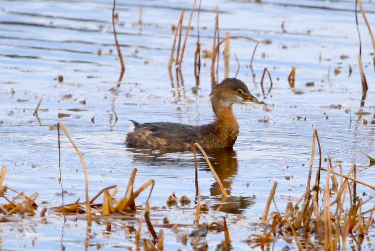 Pied-billed Grebe - ML625543869