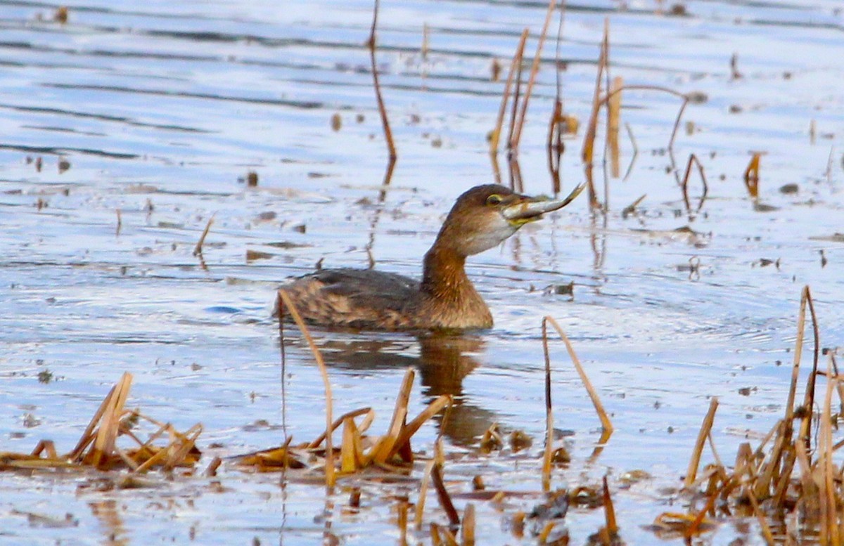 Pied-billed Grebe - ML625543876