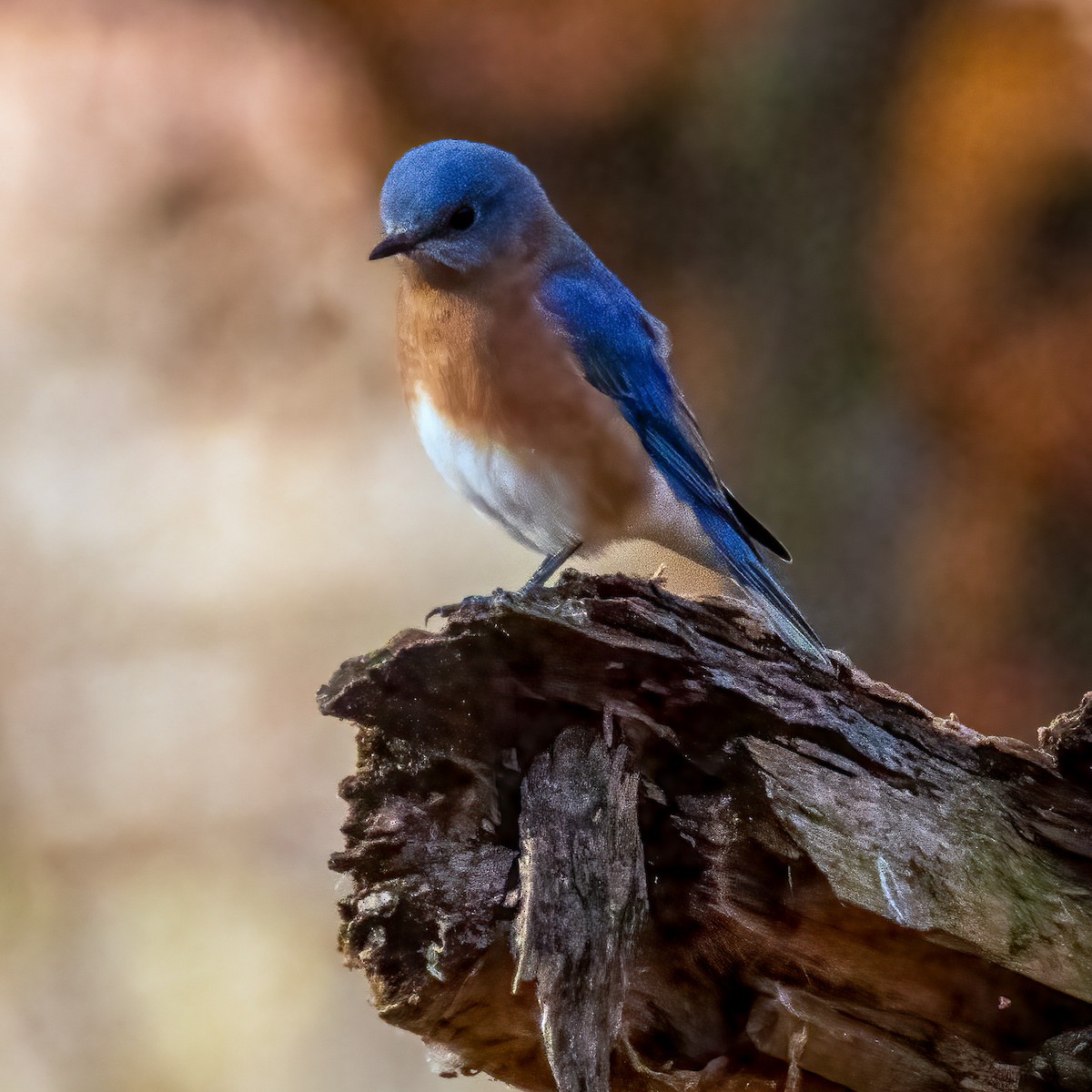 Eastern Bluebird - ML625543882