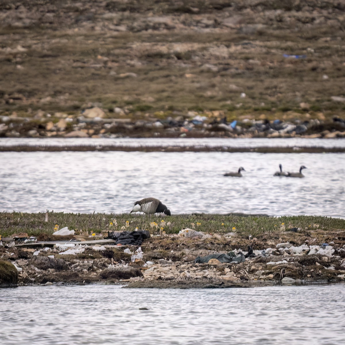 Brant (Gray-bellied) - ML625543886