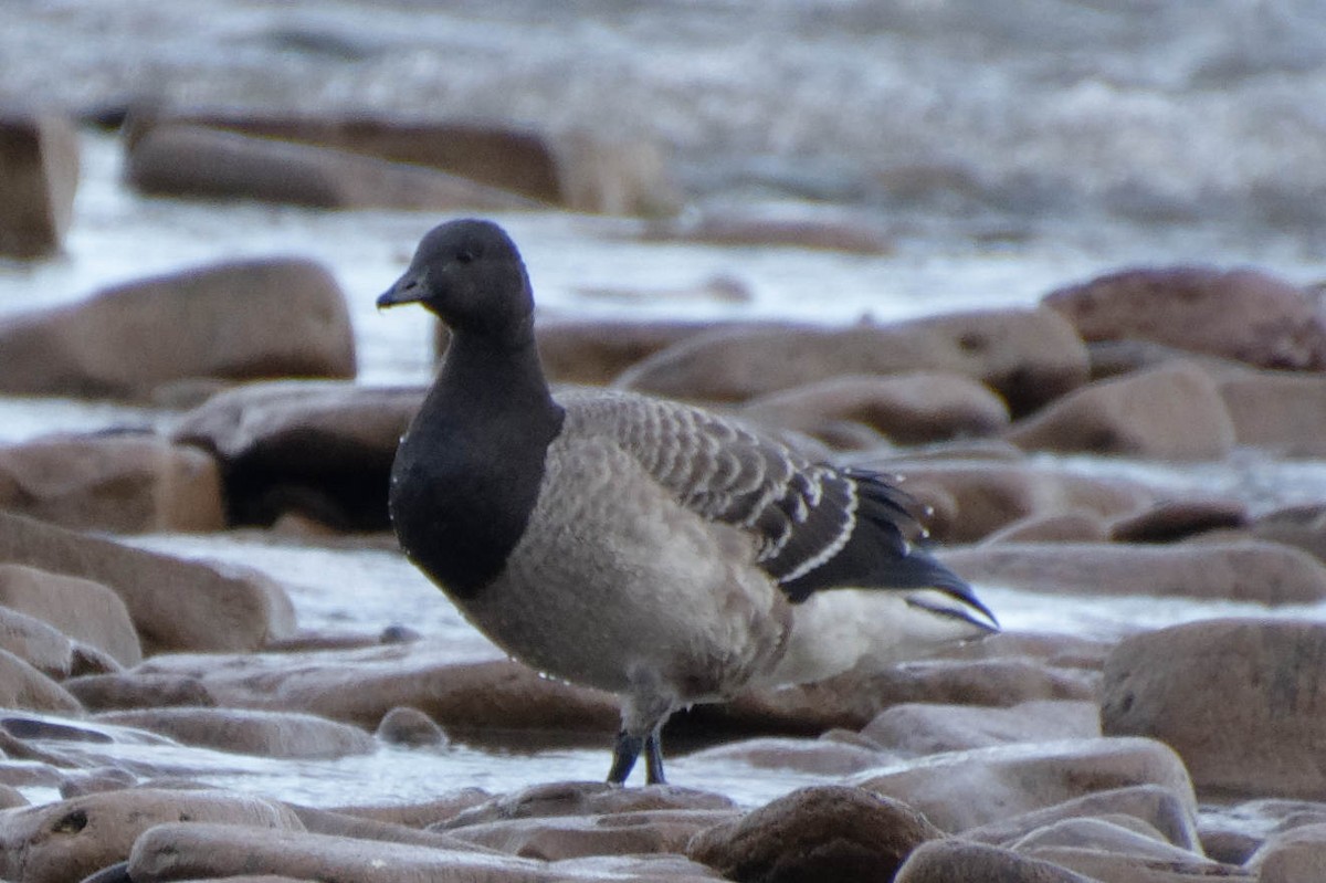 Brant - ML625543944