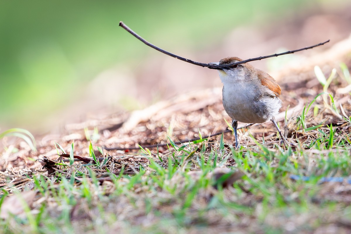 Yellow-chinned Spinetail - ML625544036