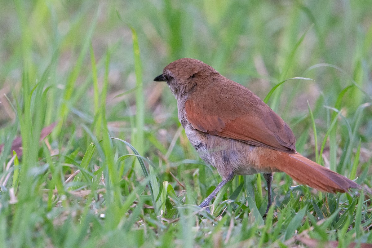 Yellow-chinned Spinetail - ML625544063