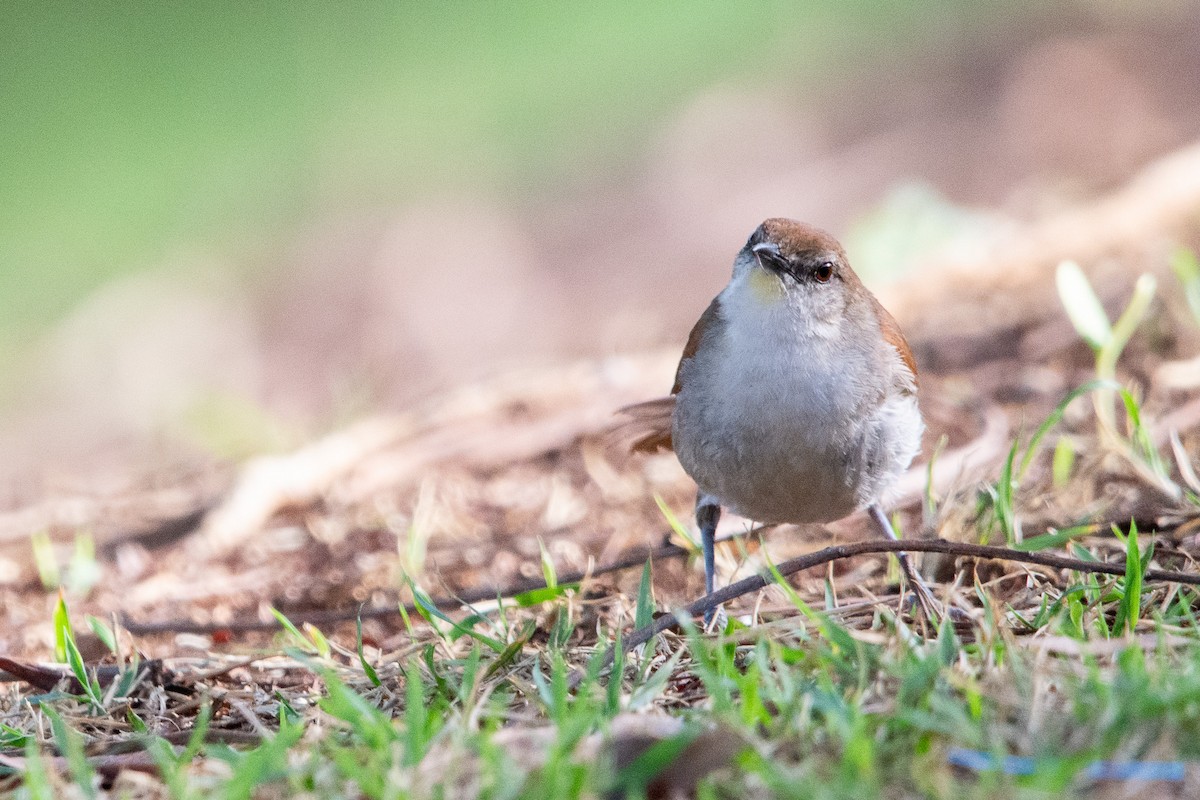 Yellow-chinned Spinetail - ML625544079