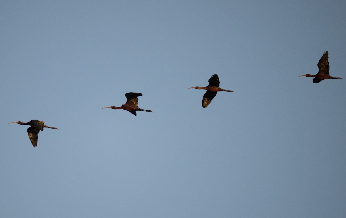 White-faced Ibis - Charles Thomas