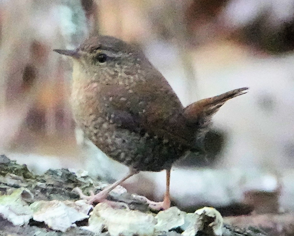 Winter Wren - ML625544320