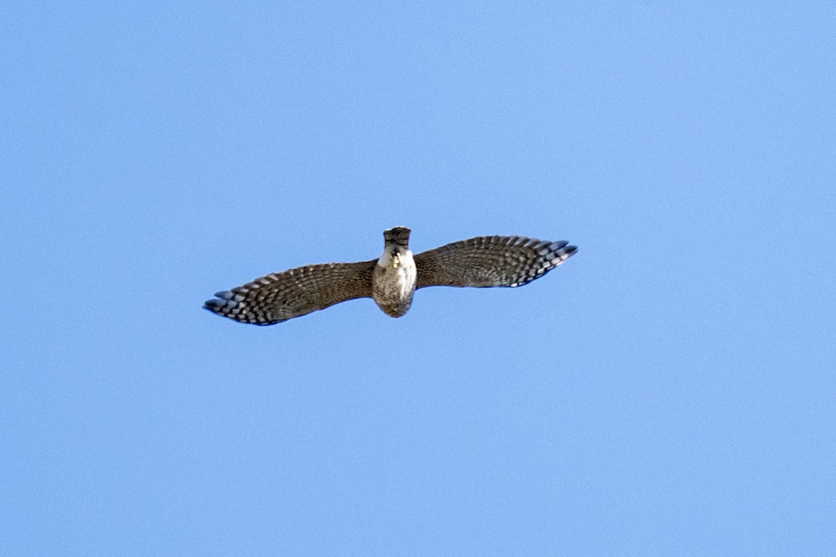 Sharp-shinned Hawk - ML625544368
