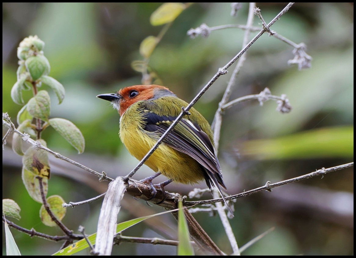 Johnson's Tody-Flycatcher - Tom Pavlik