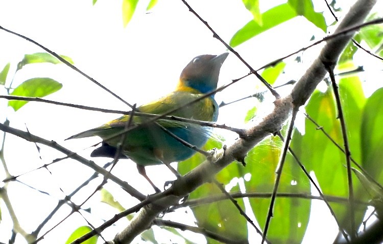 Bay-headed Tanager - ML625544434