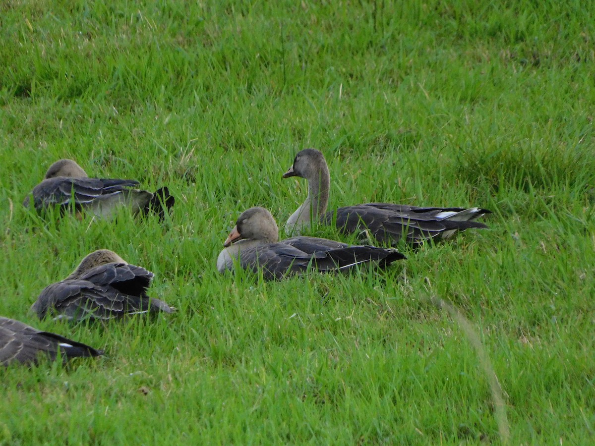 Greater White-fronted Goose - ML625544513