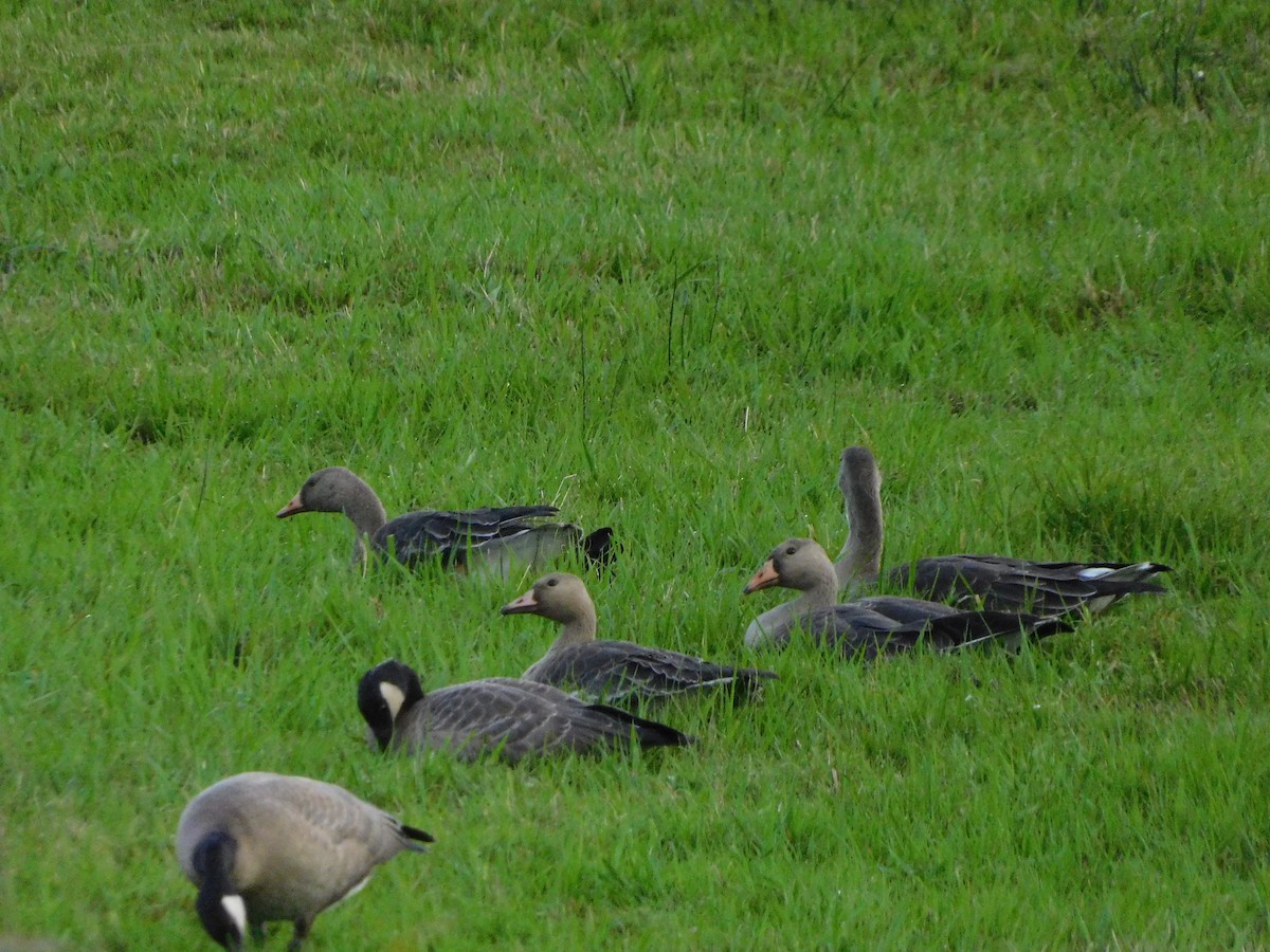 Greater White-fronted Goose - ML625544514